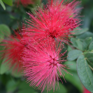 Dwarf Pink Powder Puff Tree, Dwarf Red Powderpuff, Calliandra haematocephala 'Nana'